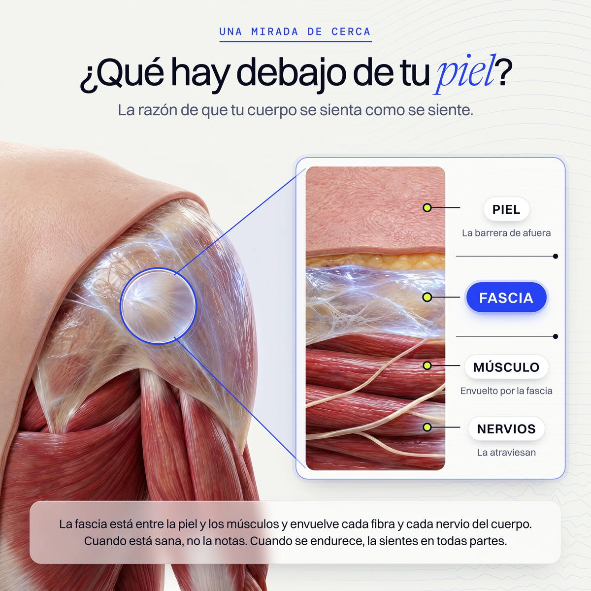 Ilustración de la fascia entre la piel y el músculo